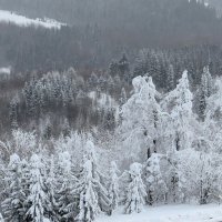 Белогорье :: Лариса С.