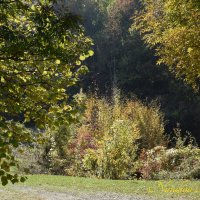 Природа Крыма :: Amazing Cosmea