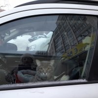 Ждун. :: Ирина Лесиканич