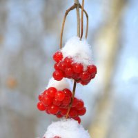 Для Анатолия Колосова в День рождения! :: Татьяна Лютаева
