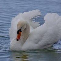 Лебедь шипун.. :: Александр Посошенко