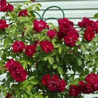 Розы :: Freddy 97