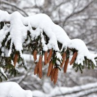 Лапа ели. :: Алексей . Лапа ели. :: Алексей .