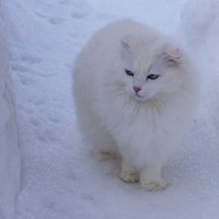 Прогулка по снежной тропинке :: Сергей Ц