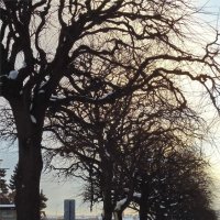 липы в вечернем свете :: sv.kaschuk 