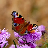 опять про бабочек...388 :: Александр Прокудин