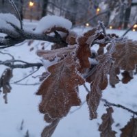 Дуб :: Сапсан 