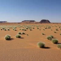 Травы, травы, травы не успели, от росы серебряной согнуться..... :: unix (Илья Утропов)