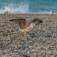 Средиземноморская чайка. :: Евгений Голубев
