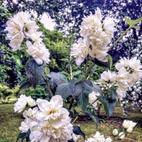 Чубушник цветет :: Игорь Сычёв