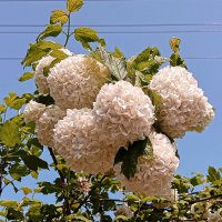 Калина Бульденеж. :: Игорь Сычёв