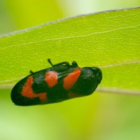 Макро :: Владимир Лазарев