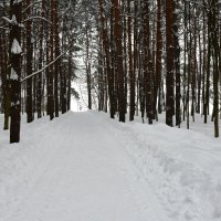 Зима в Московских парках. :: Наташа ***** Зима в Московских парках. :: Наташа *****