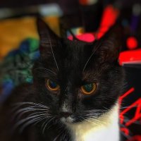 Наблюдатель :: Андрей C