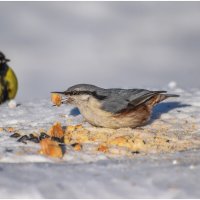 В большой семье клювом не щёлкают... :: Sergey (Apg)