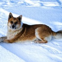 Ласковый пёс. :: Милешкин Владимир Алексеевич 