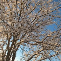 Зима :: Елена Семигина