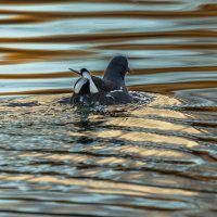 камышница :: юрий макаров