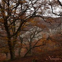 Природа Крыма :: Amazing Cosmea