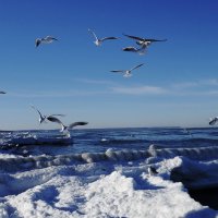 Чайки, Балтийское море, Зеленоградск, Калининградская область :: Рита Симонова