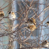 Воробьи на ветке :: Александр Синдерёв