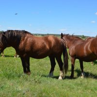 **** :: Виктор 