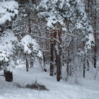 В январе :: Александр Синдерёв