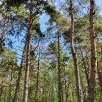 зимой о лете :: Сергей Б.