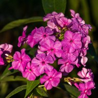 Флокс метельчатый в искрящихся капельках росы :: Николай Зиновьев