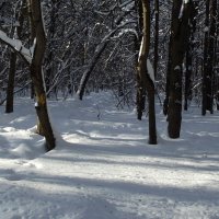 В парке февраль... :: Freddy 97