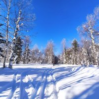 Лыжная прогулка :: Лариса С.