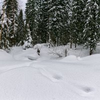 Сибирская тайга :: Сергей Винтовкин Сибирская тайга :: Сергей Винтовкин