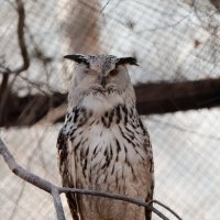 Угу! :: Вячеслав Алтай