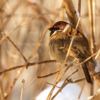 Воробей, мороз и солнце. :: Анатолий. Chesnavik.
