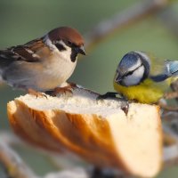 ВОРОБЕЙ и ЛАЗОРЕВКА. :: DianaVladimirovna