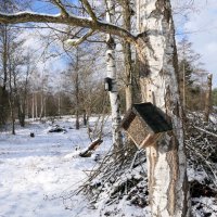 Пришла зима веселая С коньками и салазками, С лыжнею припорошенной, С волшебной старой сказкою. :: "The Natural World" Александер