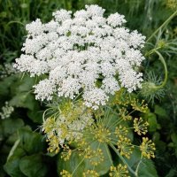 Дуэт зонтиков равстений :: Елена Сухорученкова