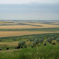 Бескрайние просторы полей... :: Надежда Куркина 