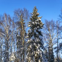 Ель до небес :: Сергей Цветков