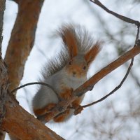 Хороший обзор сверху (белочка алеутка) :: Татьяна Лютаева