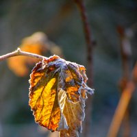Осенний лист. :: nadyasilyuk Вознюк