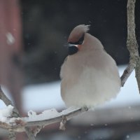 Свиристель :: Глеб 