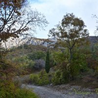 Природа Крыма :: Amazing Cosmea