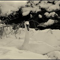 *** :: Aleksandr Gal