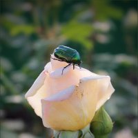 *** :: Александр. AVG100 ---