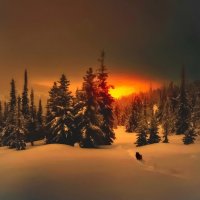 Нет , Чарли , я дальше не пойду ! :: Николай Рубцов