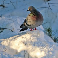 Любопытный :: Светлана 