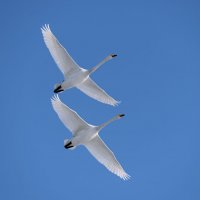 ***** :: владимир 