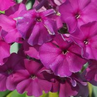 Флоксы :: Freddy 97