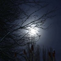 Зимняя ночь. :: Сергей Рожков